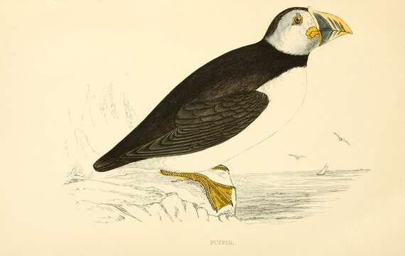 Image of Puffin