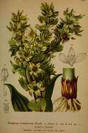 Image of White Hellebore