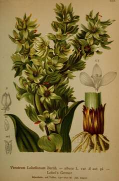 Imagem de Veratrum lobelianum Bernh.