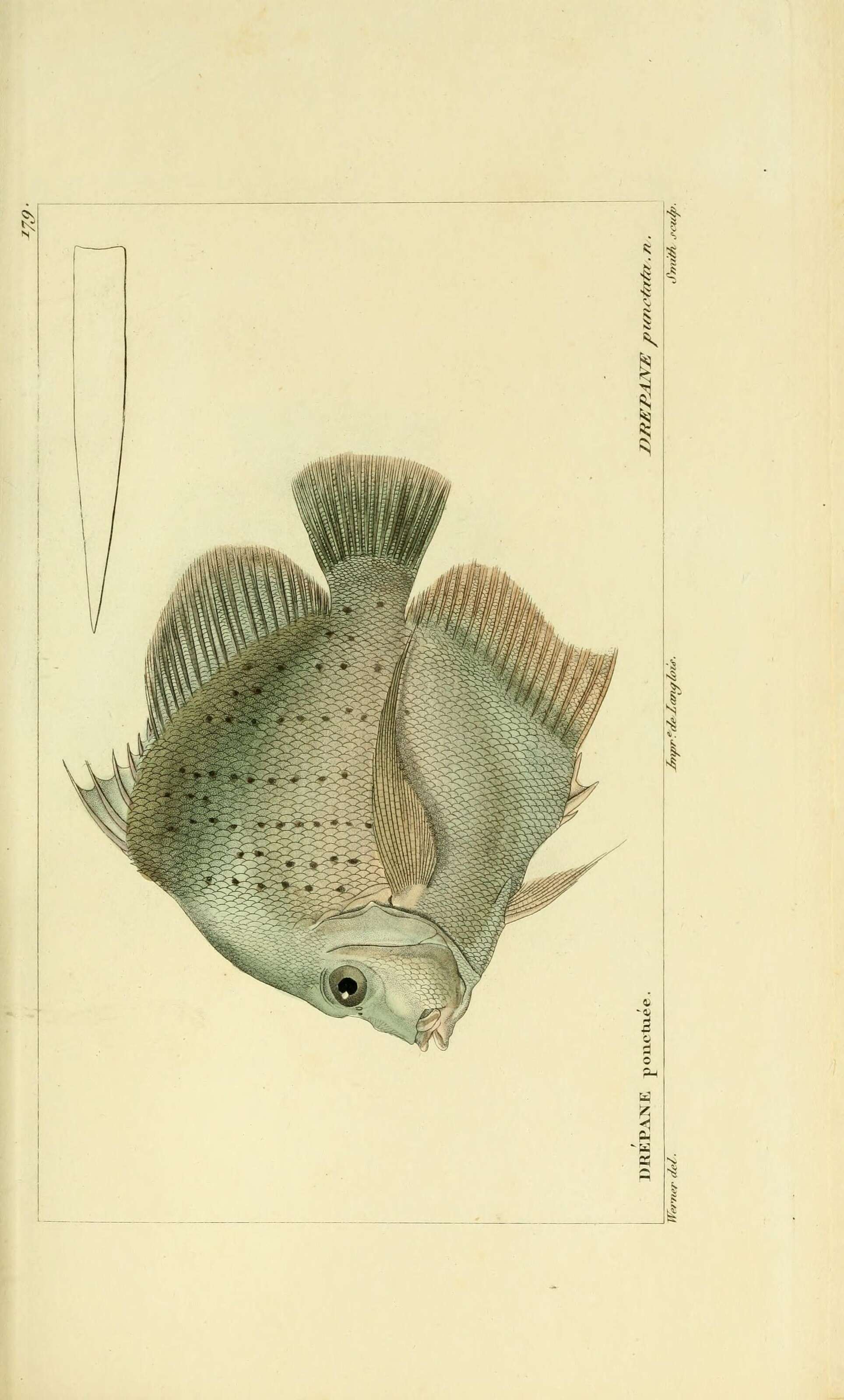 Image of sicklefishes