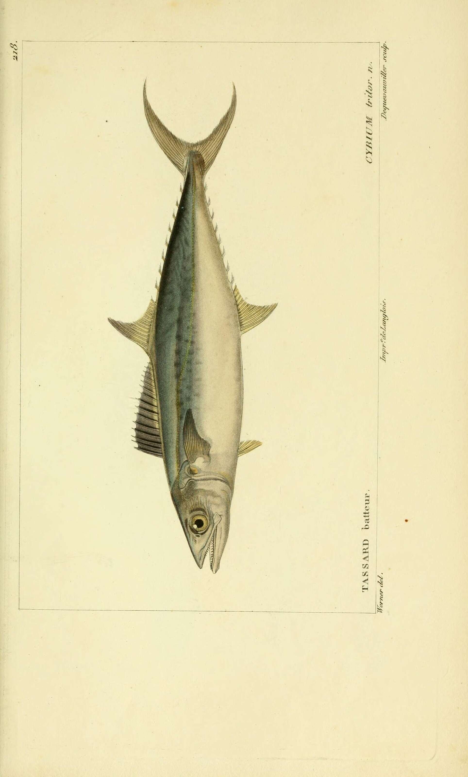 Imagem de Scomberomorus tritor (Cuvier 1832)