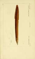 Mastacembelus armatus (Lacepède 1800) resmi