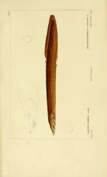 Слика од Mastacembelus armatus (Lacepède 1800)