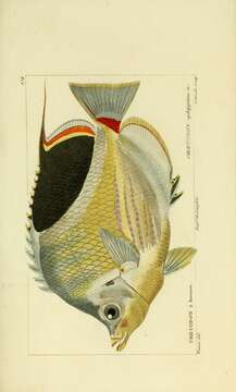 Image of Blackblotch Butterflyfish