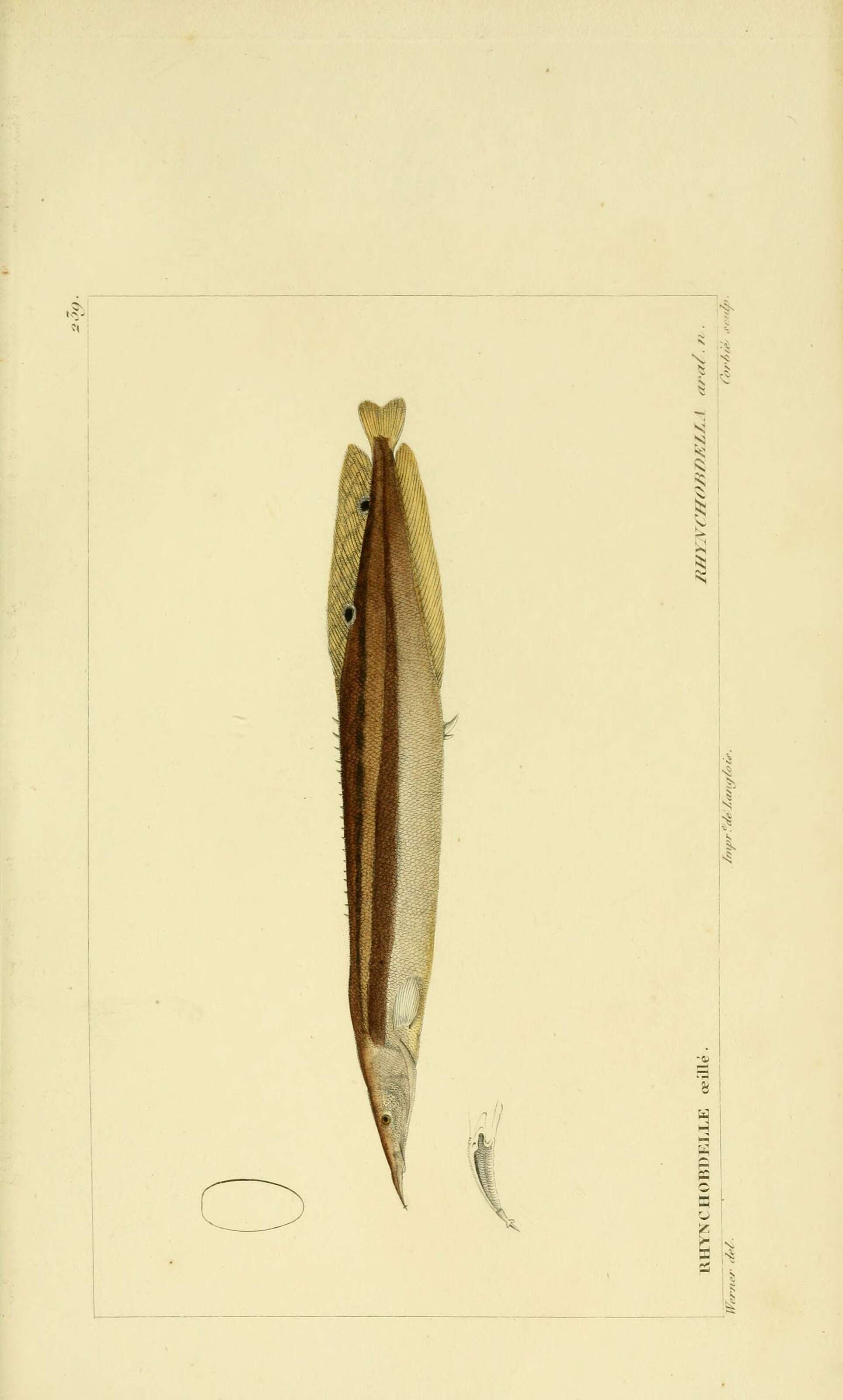 Image of Spiny Eel