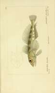 Image of Tristan klipfish