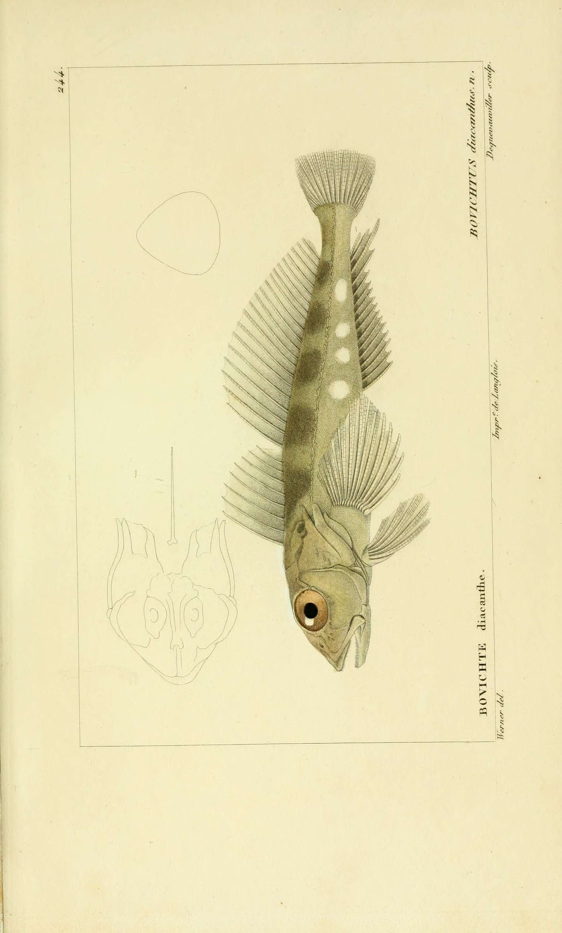 Plancia ëd Bovichtus diacanthus (Carmichael 1819)