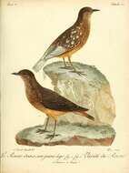 Image of Cape Rock Thrush