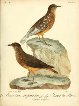 Image of Cape Rock Thrush