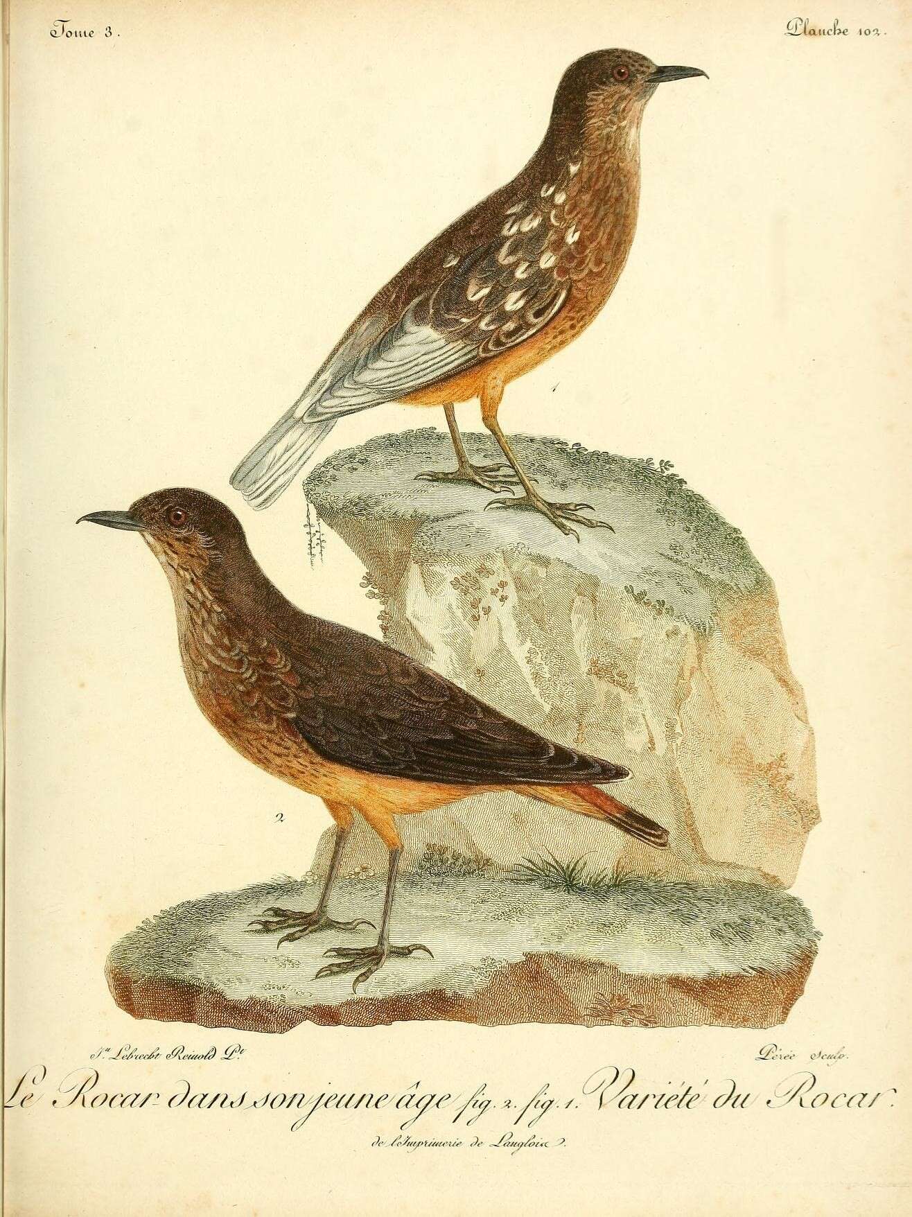 Image of Cape Rock Thrush