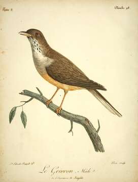 Image of Olive Thrush