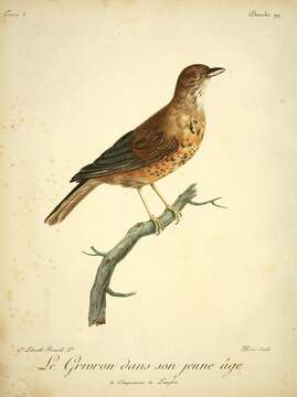 Image of Olive Thrush