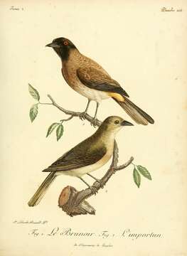 Image of African Red-eyed Bulbul