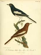 Image of Philippine Magpie-Robin