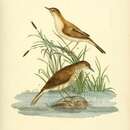Image of African Reed Warbler