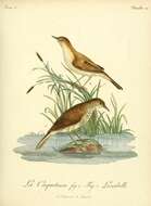 Image of African Reed Warbler