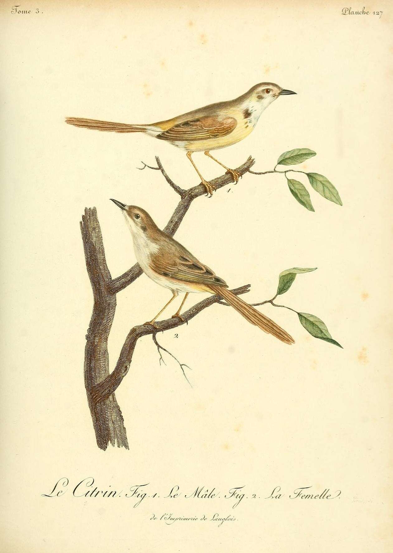 Image of Black-chested Prinia