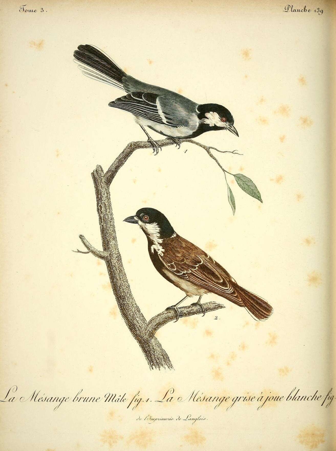 Image of Cinereous Tit