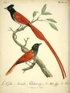 Image of African Paradise Flycatcher