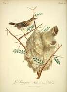 Слика од Cisticola textrix (Vieillot 1817)