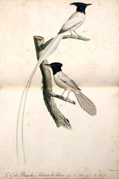 Image of African Paradise Flycatcher