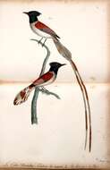 Image of African Paradise Flycatcher