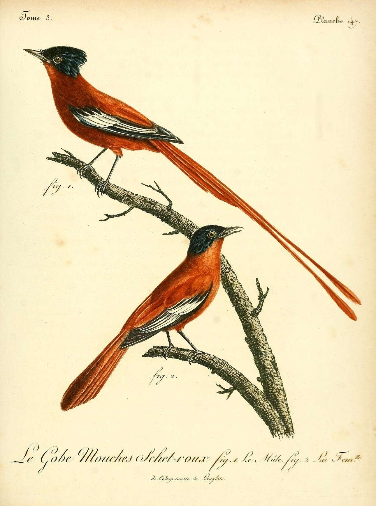 Image of Madagascar Paradise Flycatcher