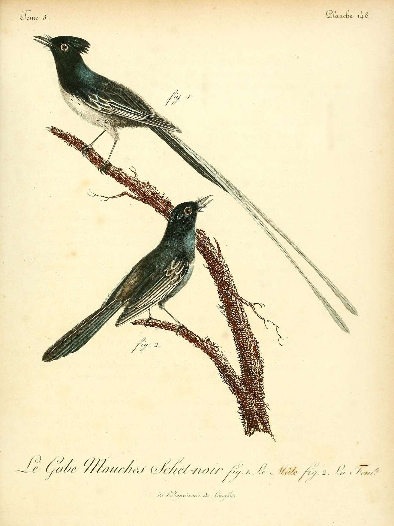 Image of Madagascar Paradise Flycatcher