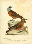 Image of Cape Rock Thrush