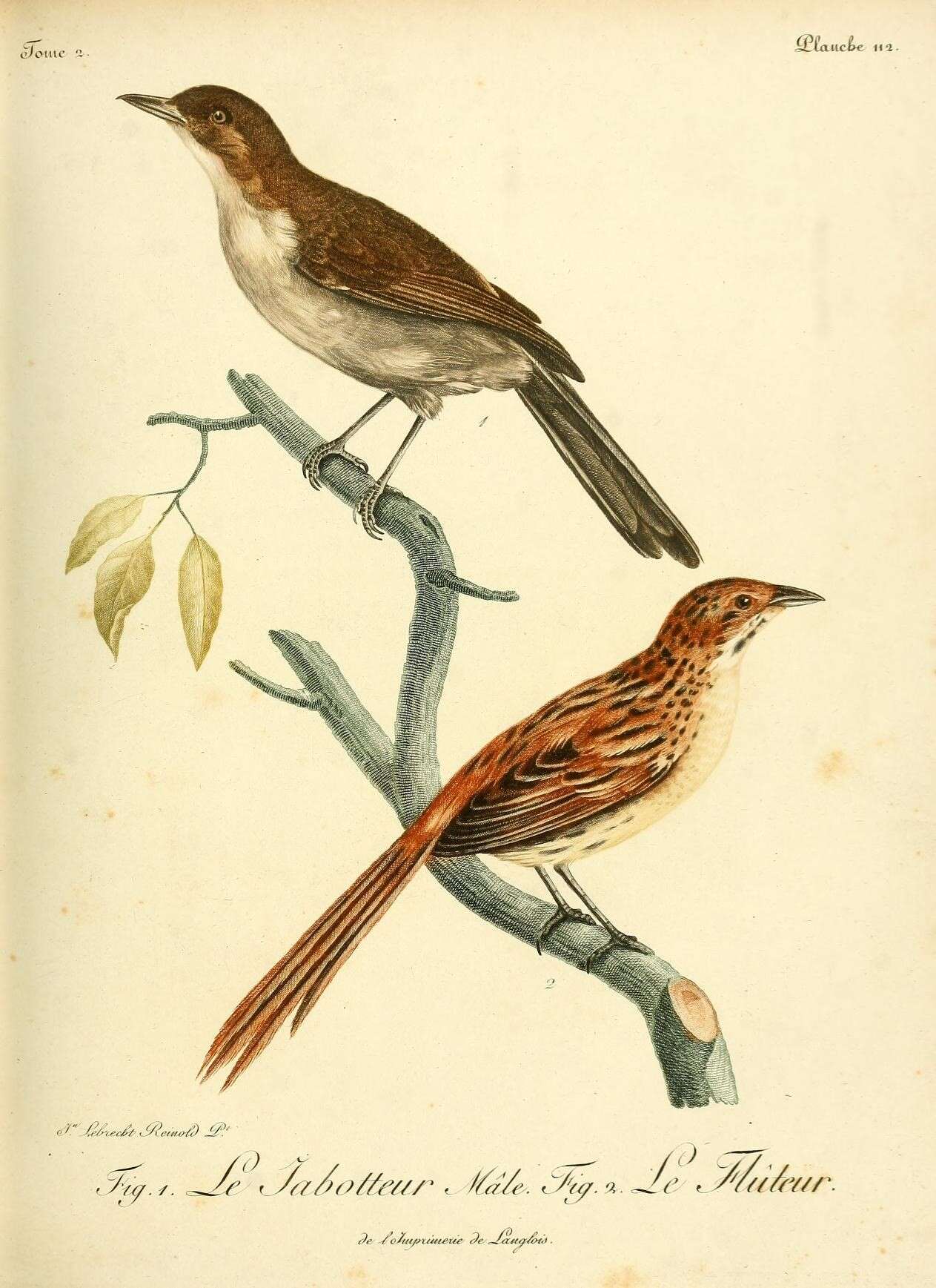 Image of Terrestrial Brownbul