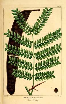 Image of Honey Locust