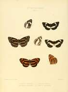 Image of Neptis nemetes Hewitson 1868