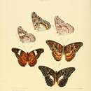 Imagem de Limenitis lyncides Hewitson 1859