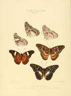 Image de Limenitis lyncides Hewitson 1859