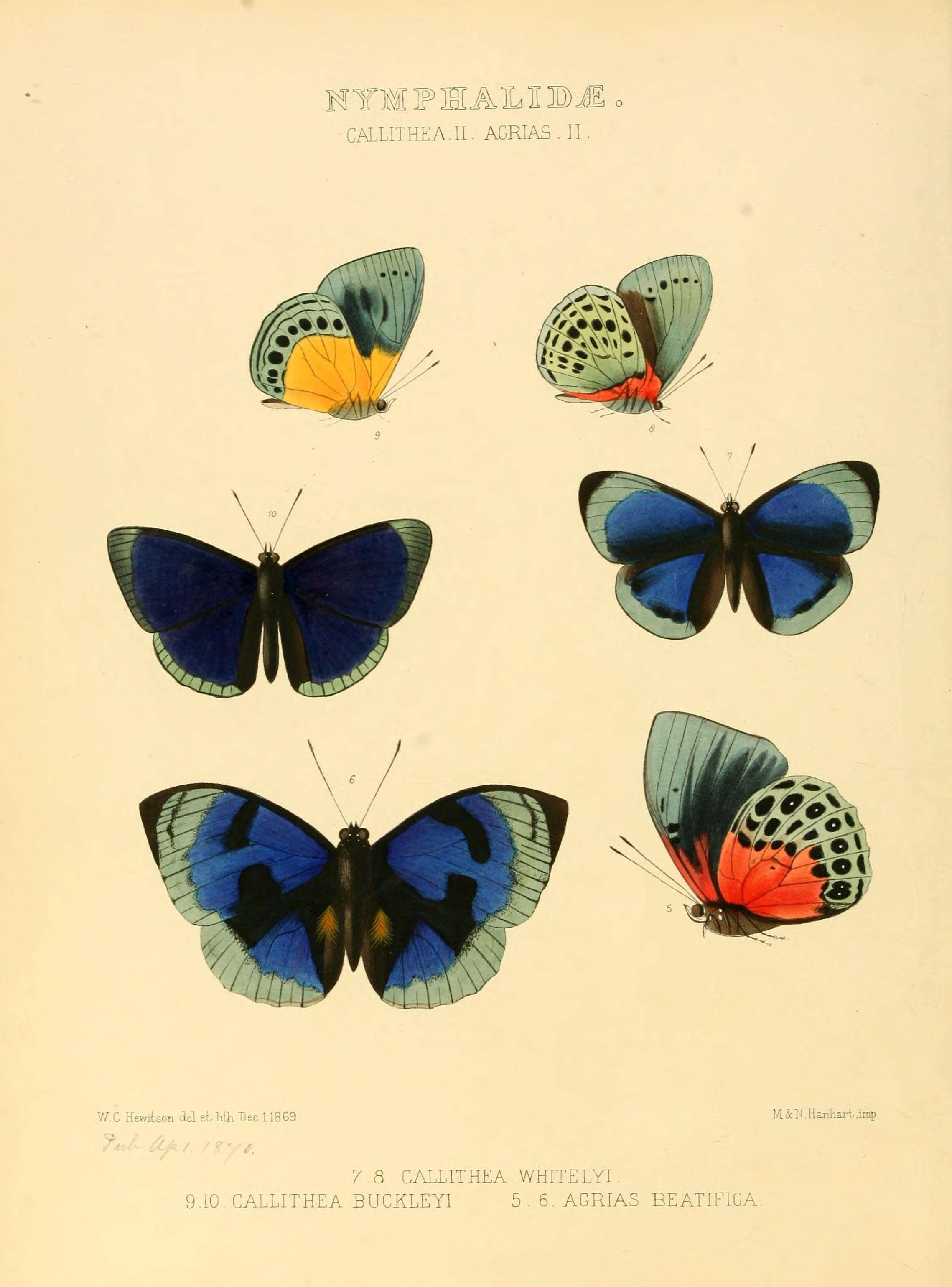 Image of Callithea whitelyi Salvin 1869