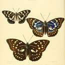 Image of Hestina japonica Felder 1862