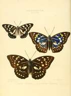 Plancia ëd Hestina japonica Felder 1862