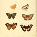 Image of Euriphene coerulea Boisduval 1847