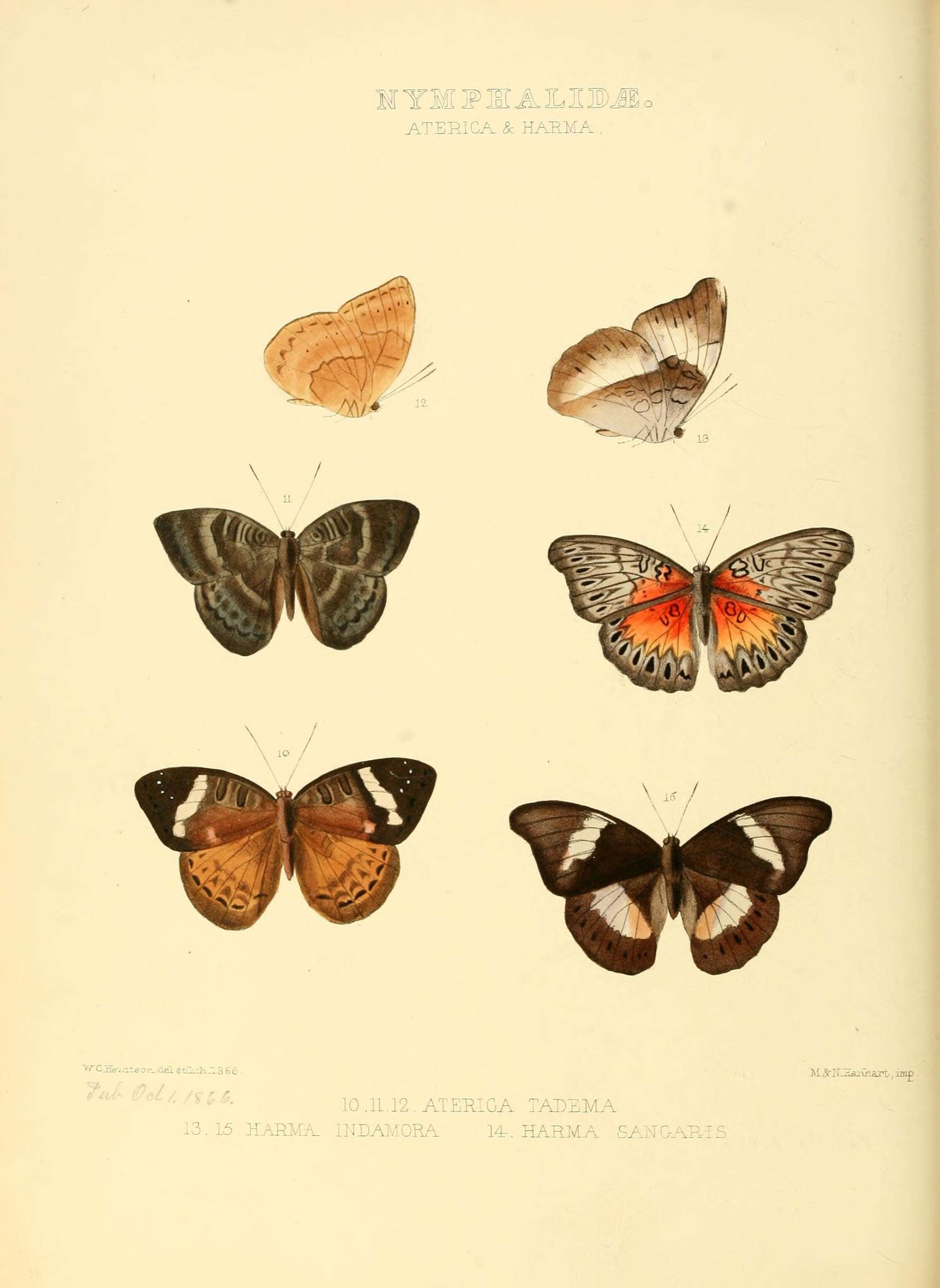Image de Euriphene coerulea Boisduval 1847