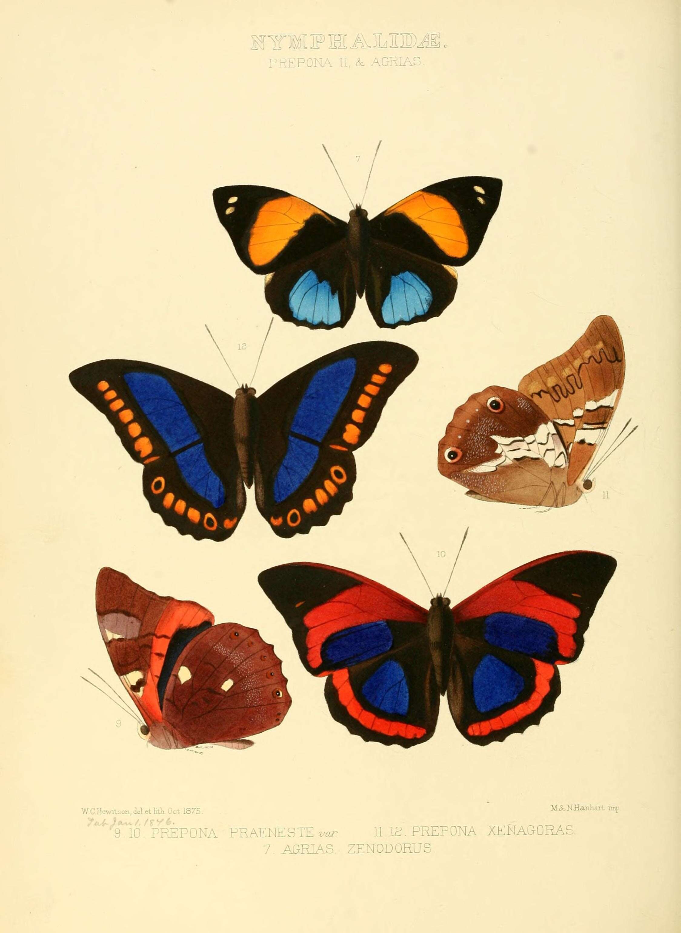 Image de Prepona praeneste Hewitson 1859