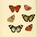 Imagem de Aterica amaxia Hewitson 1866