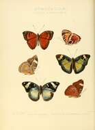 Image de Aterica amaxia Hewitson 1866