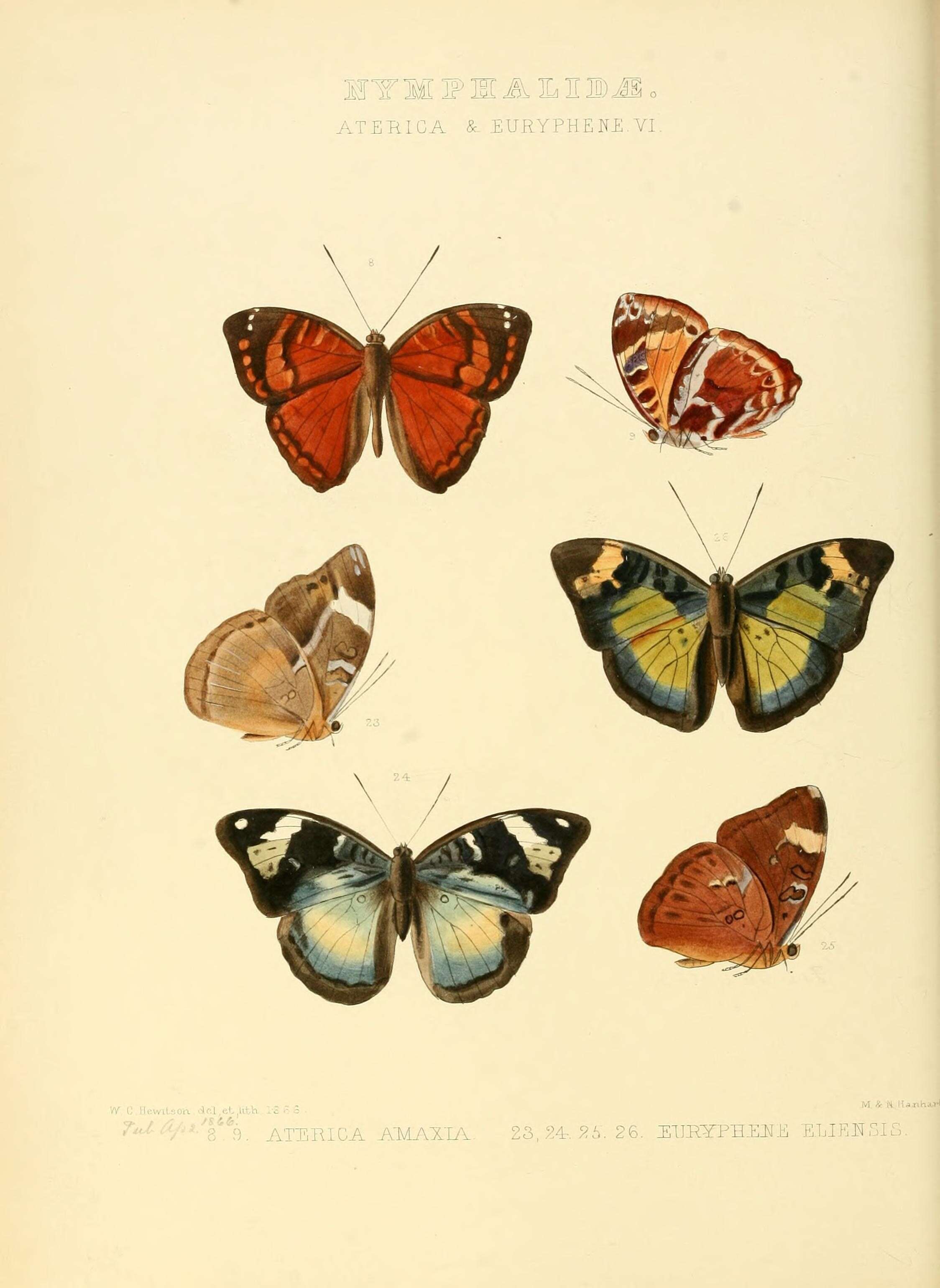 Image de Aterica amaxia Hewitson 1866
