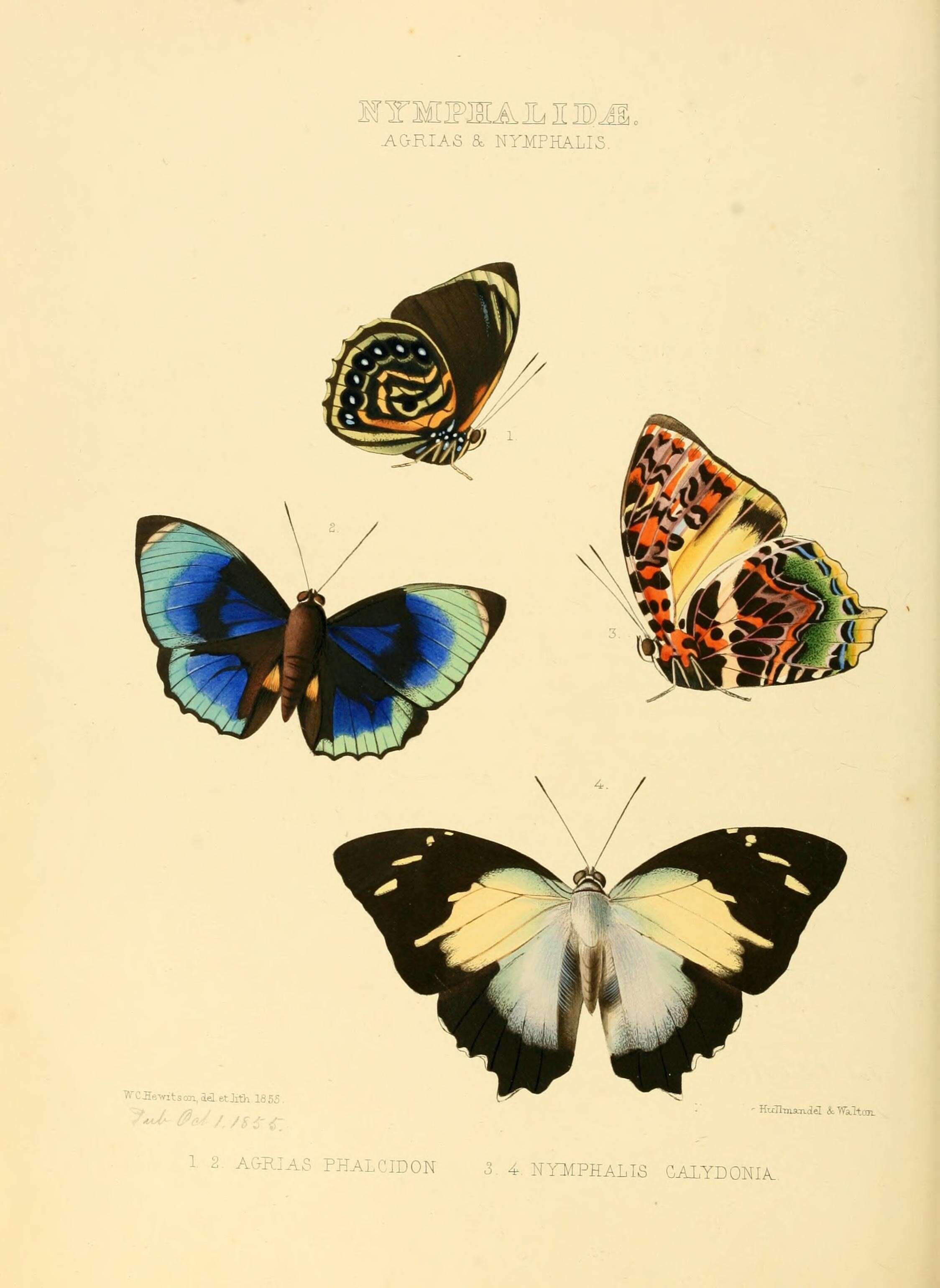 Plancia ëd Agrias phalcidon Hewitson 1855