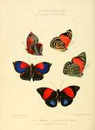 Image de Agrias amydon Hewitson 1853