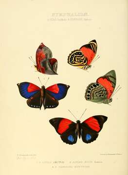 Image de Agrias amydon Hewitson 1853