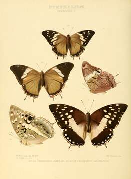 Image of Charaxes ameliae Doumet 1861