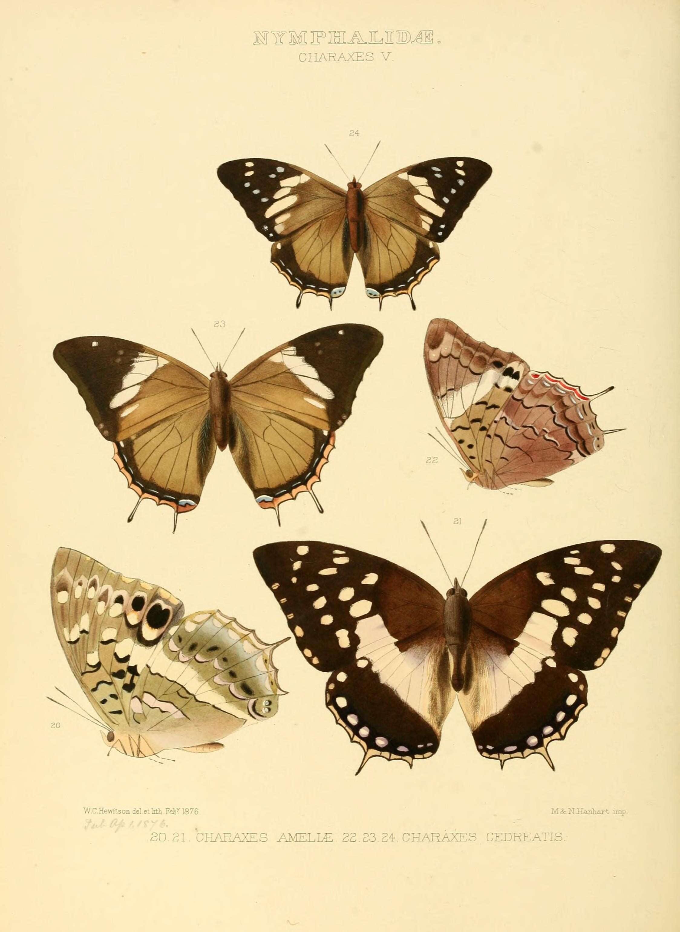 Image of Charaxes ameliae Doumet 1861
