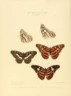 Image of Limenitis libnites Hewitson 1859