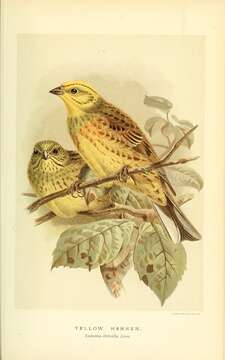 Image of Yellowhammer